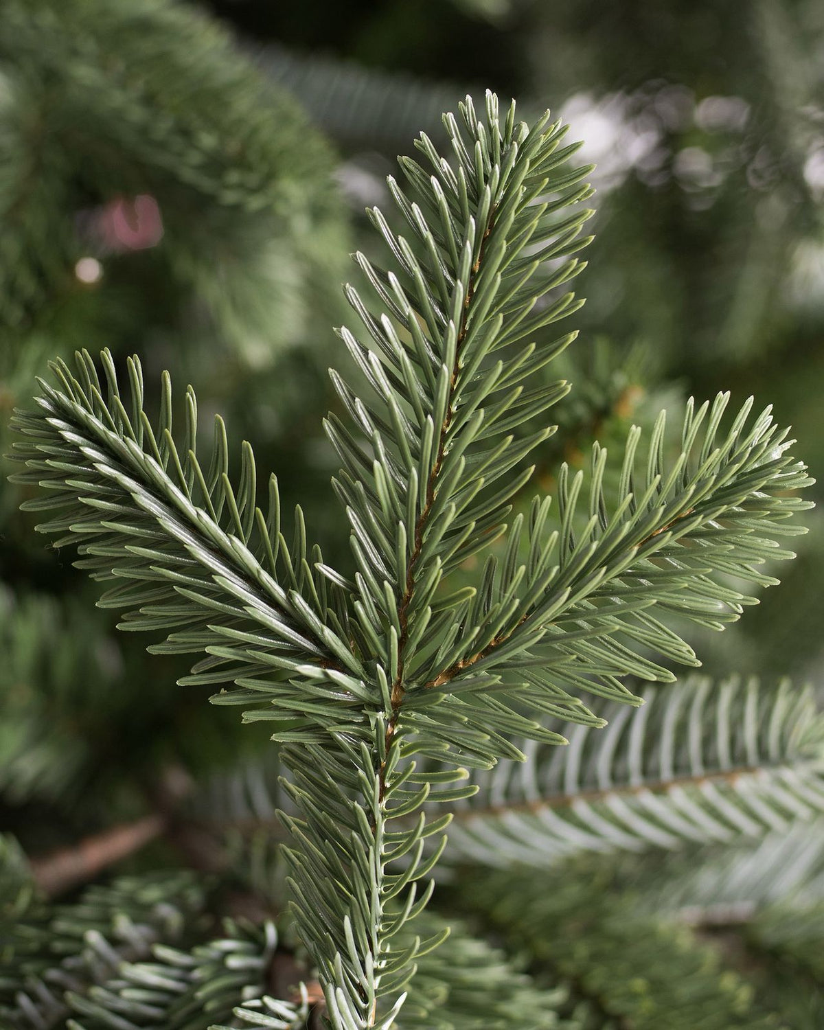 Árvore De Natal Com Micro LED Embutida